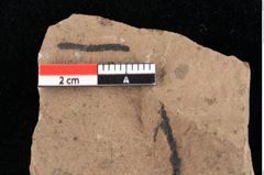 Foto (Detailansicht) von Cedrelospermum ulmifolium (Unger) Kovar-Eder et Z.Kvacek comb.nov. (NHMW-GEO-2024-0188-0135)